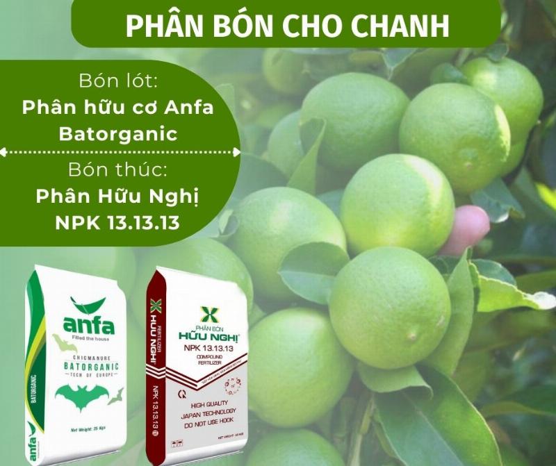 Hướng dẫn tưới nước và bón phân cho cây chanh trong chậu đúng cách